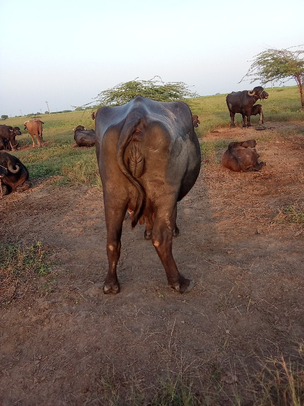 ભેંસ વેચવાની છે