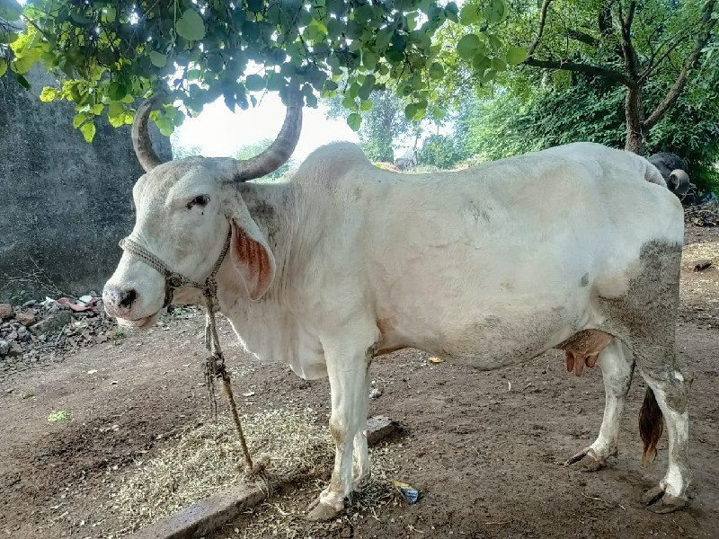 આ ગાય વેચવાની છ...