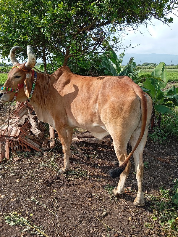 એક ગોધલો વેંચવા...