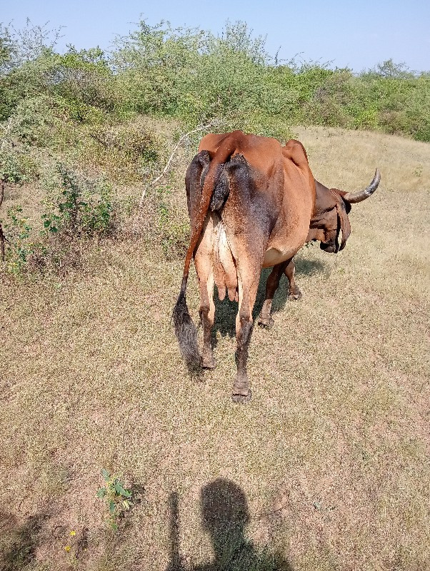 ગાય