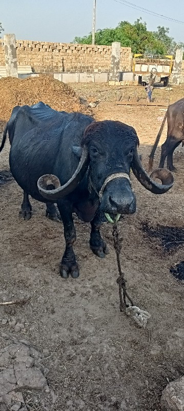 ચોથું વેતર ધાભણ...