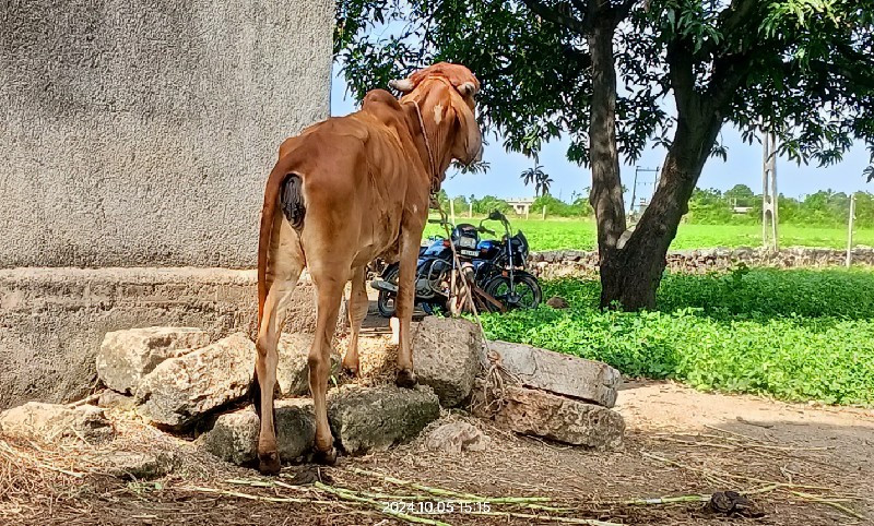 વાછરડી દેવાની છ...