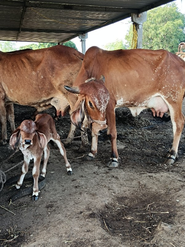 વેચવાની છે