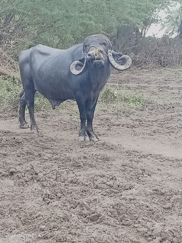 પાડો વેચવાનો છે