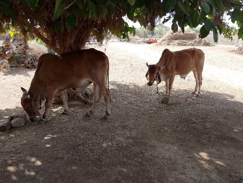 ગોઢલા વેચવાના છ...