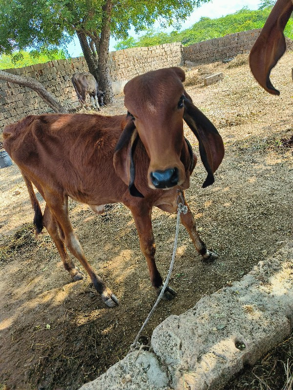 વીર વાછડી વેચવા...