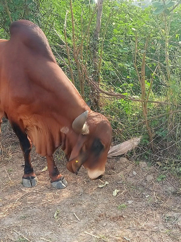 આખું તેના સાટા...