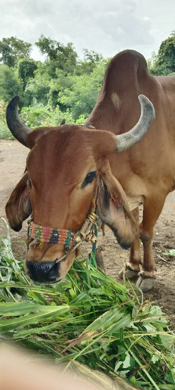 ગોઢલા વેચવાના છ...