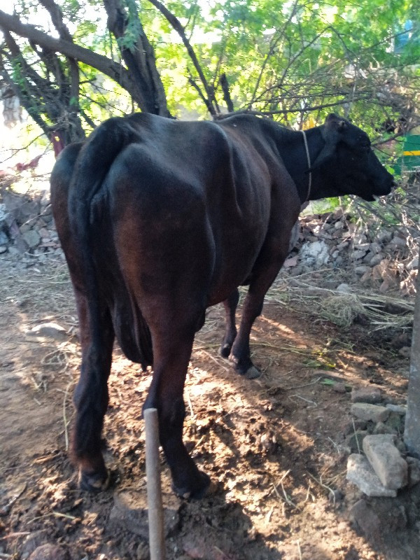 જર્સી ગાય વેચવા...