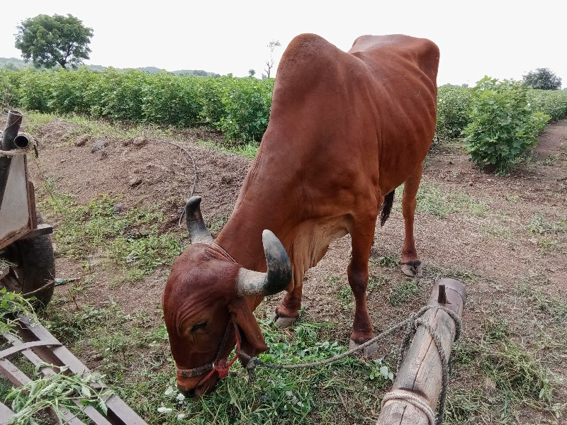 વેસવાનોછે