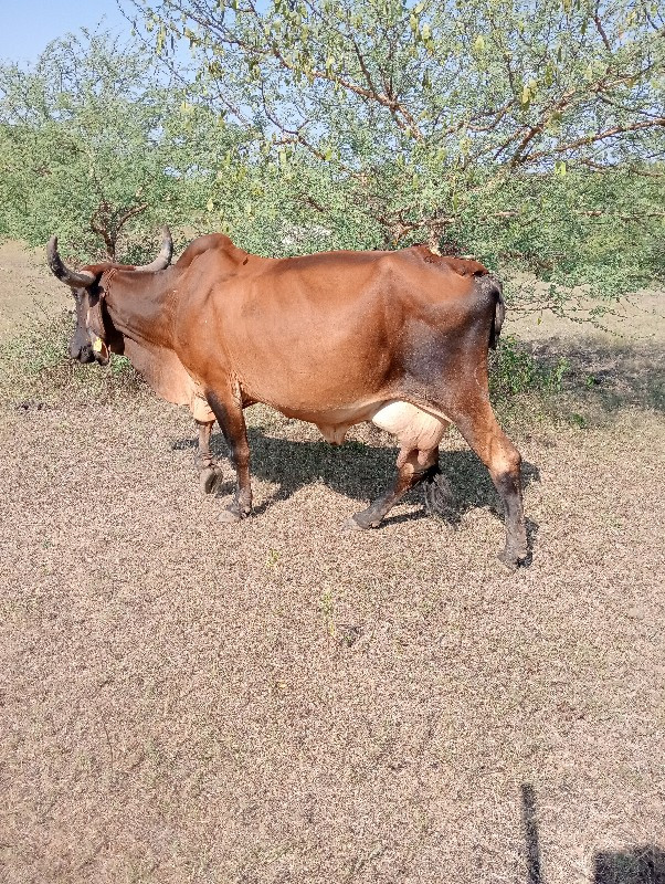 ગાય