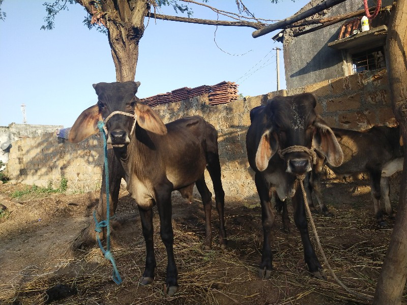 વાછડા