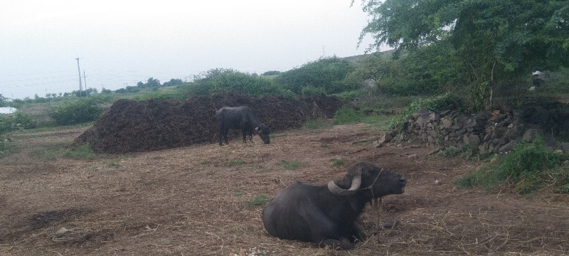 આ ખાતર વેસવાનુ...