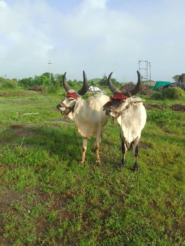 ગોઢલા વેચવાના છ...