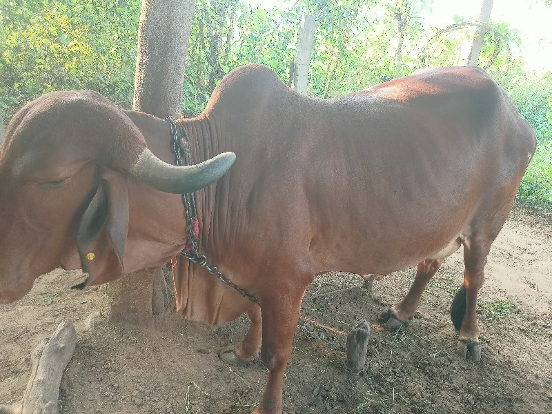 ગીર ગાય વેચવાની...