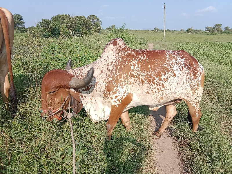 કાબરો ગોઢલો વેચ...