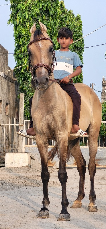 વશેરી ઉંમર ત્રણ...