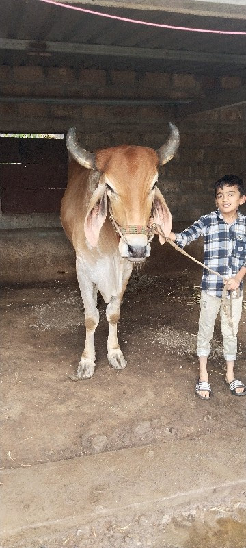 બળદ વેચવા ના છે