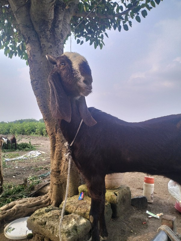 બગસરા