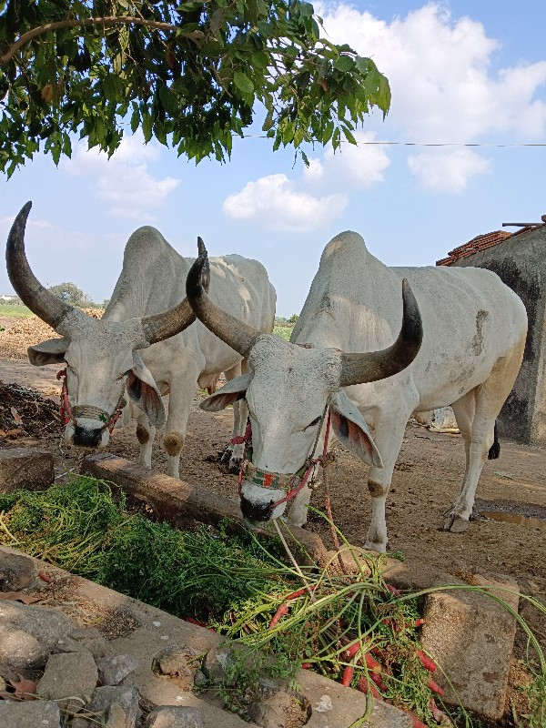 ગોઢલા વેચવાના છ...