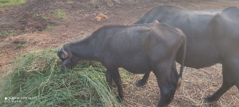 ખડાયું વેચવાની...