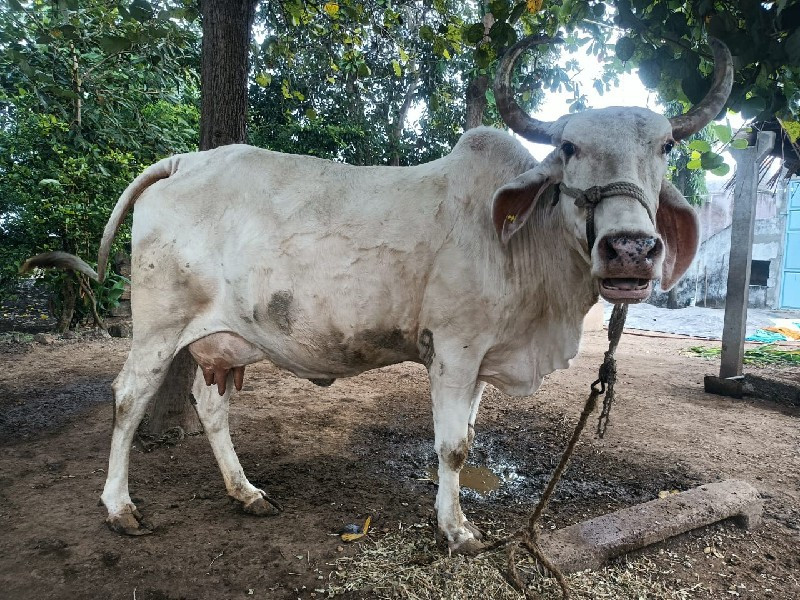 આ ગાય વેચવાની છ...