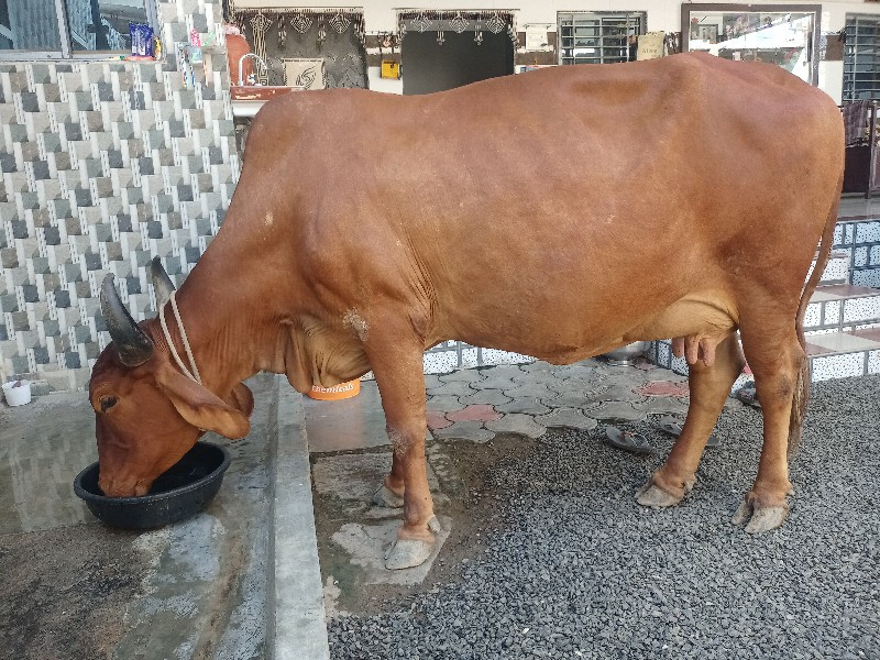 ગાય વેચવાની છે....