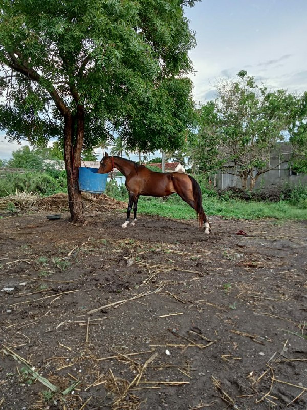 ઘોડી વેચવાનીછે