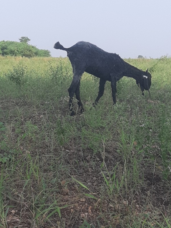 બકરી