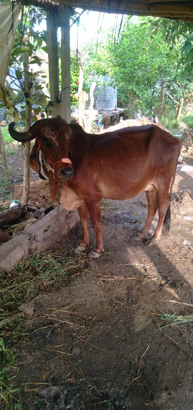 ગીર ગાય વેચવાની...