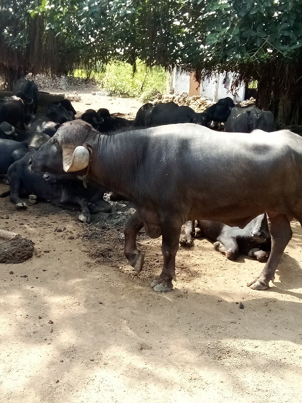 પાડો વેચવાનો છે