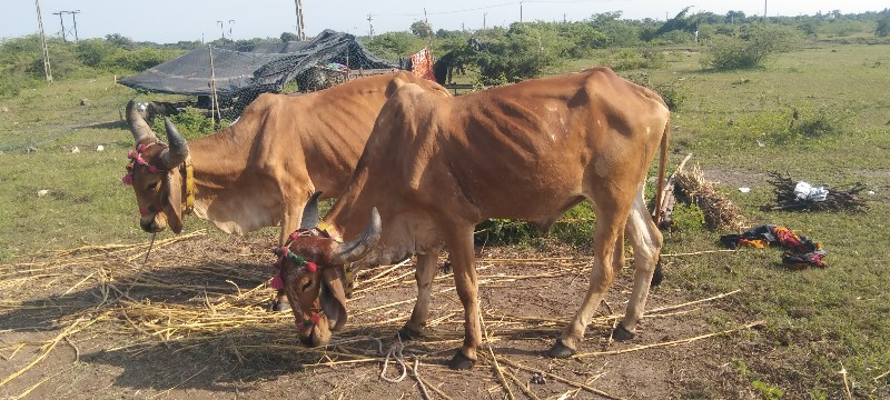 એક વાવણી વાવેલા