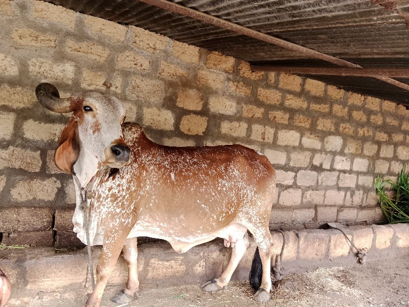 દેસી કાબરી ગાય...