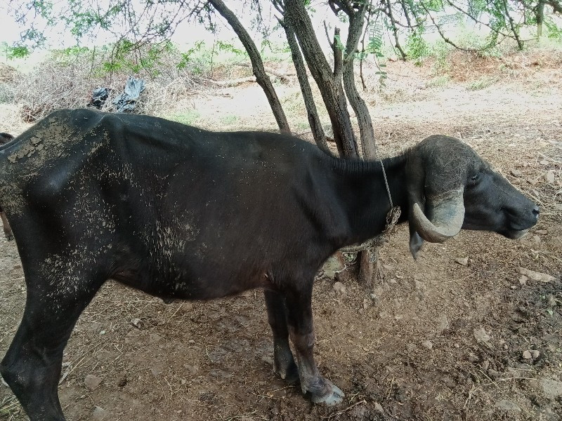 ખડેલી