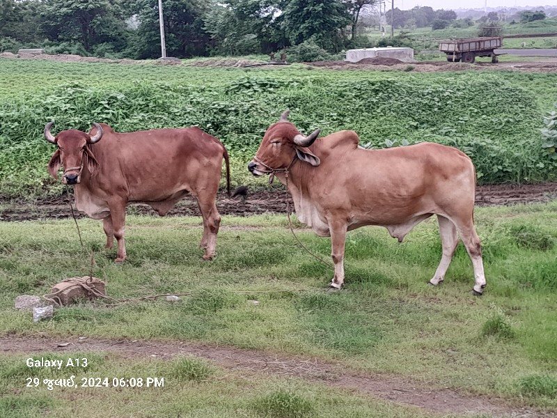 બળદ  વેચવા છે