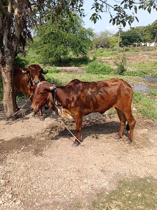 હોળકી વેશવાની સ...