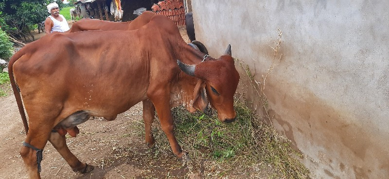 ગાય વેચવાની છે