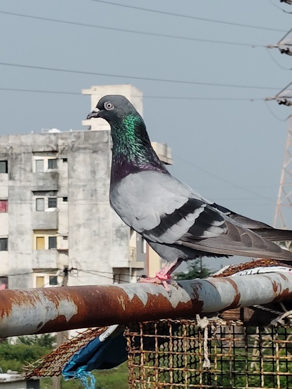 હરો જંગો નર