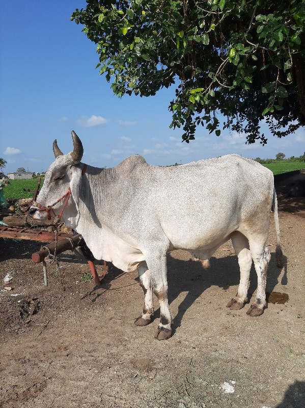 બળદ વેચવાનો છે