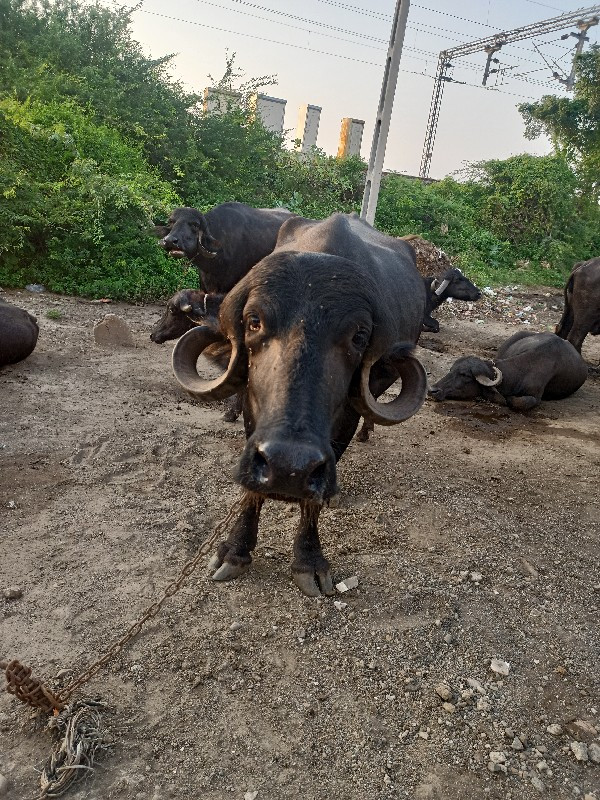 120000
ફુલ જવાબ...