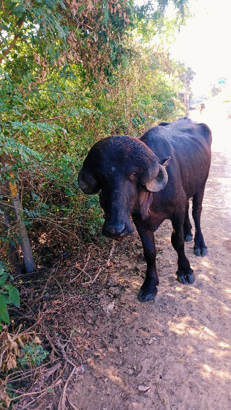 પાડો વેચવાનો છે