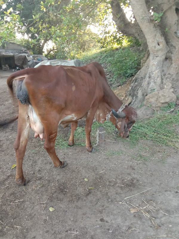 ગાય વેચવાની ચોથ...