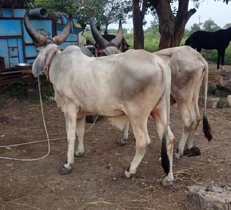 ગોધલા વેસવાના છ...