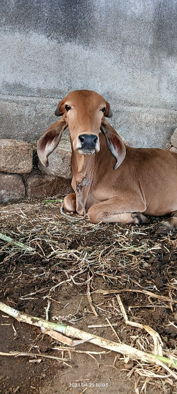 વાછરડી દેવાની છ...