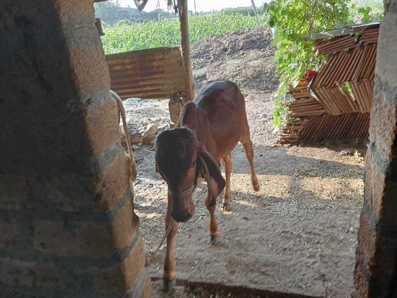 વેચવાની છે ગામ...