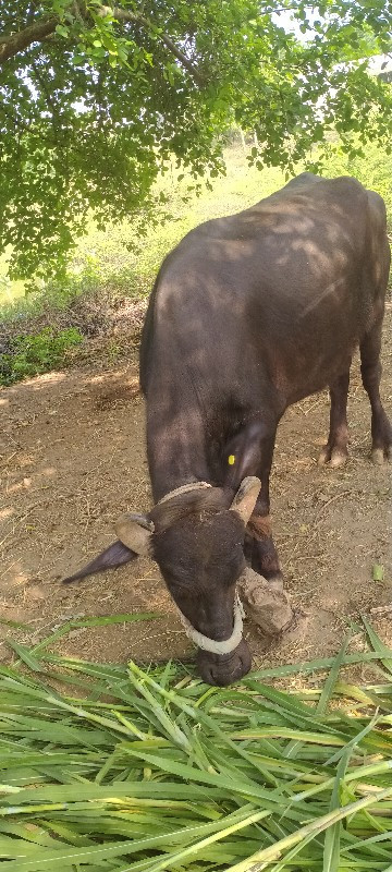 વિવેક સોલંકી મો...