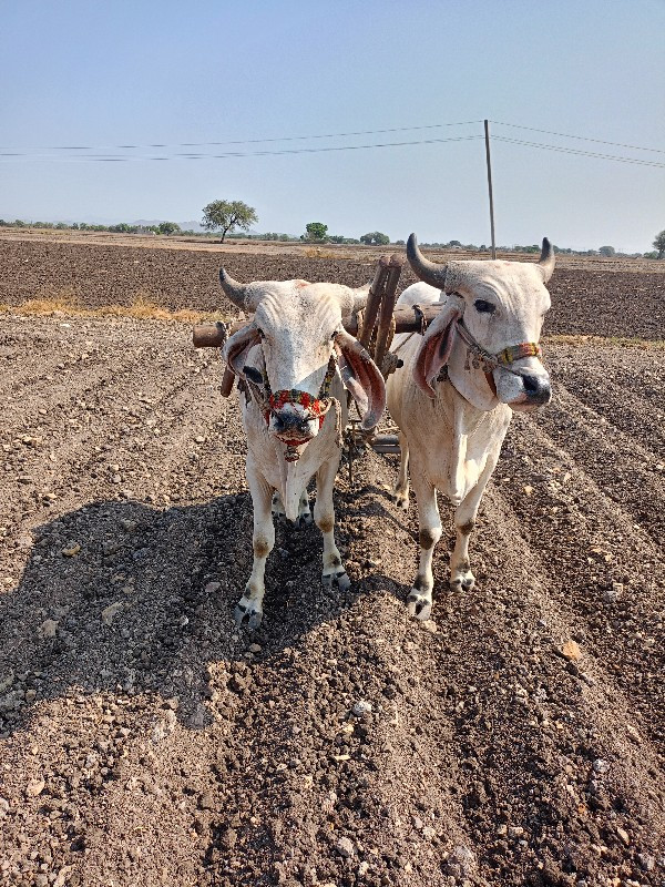 ગોઢલા વેચવાના છ...