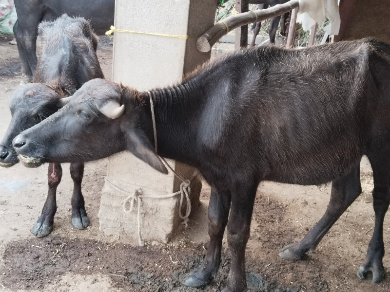 ગાય....