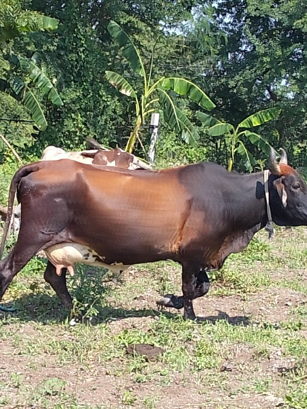 જરસી ગાય