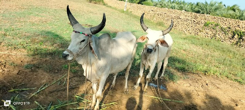 બળદ વેચવાના છે